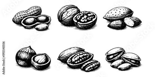 Different vintage nuts set Hand Drawn Engraving Style. Vector Illustration
