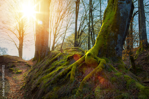 Ancient Moss Covered Tree Roots in Sunlit Forest