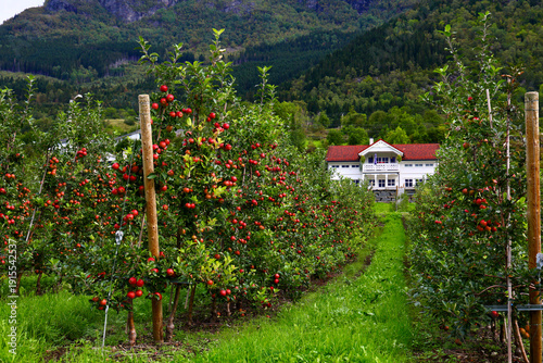 Fotografie Lofthus Summer Orchard with Farmhouse and Mountain Backdrop, Hardanger, Norway
