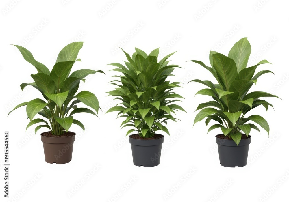 Fototapeta premium Three green plants in black pots on a white background