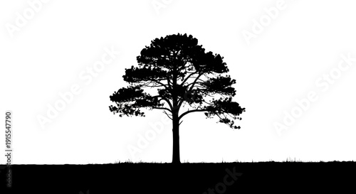 Silhouette of a solitary pine tree against a stark white background.