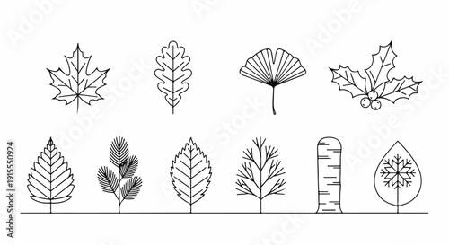 A detailed illustration of various leaf shapes and a ruler for scale. Vector