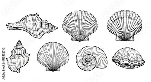 A diverse collection of seashells showcasing various shapes and patterns Vector