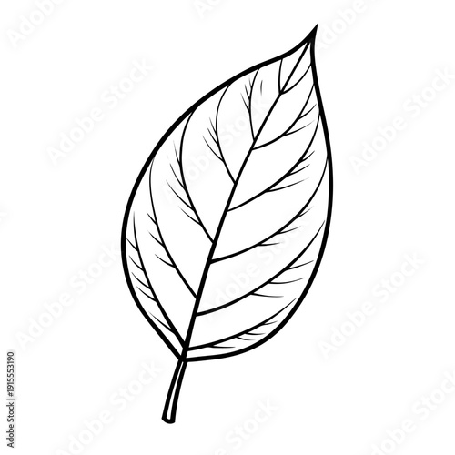 Natural wood leaf in the style of solid strokes in black and white, symbolizing the preservation of the environment and organic ecology with space for copying