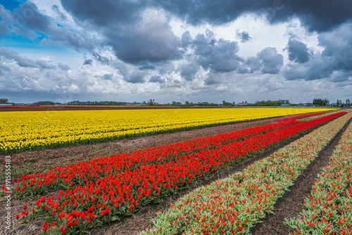 Billede på lærred A field of yellow and red tulips under threatening dark clouds