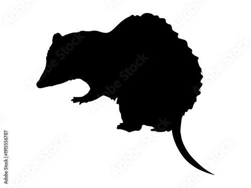 Virginia opossum or North American opossum silhouette. Realistic vector animal