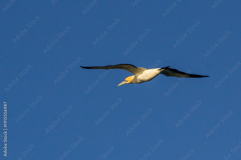 Fototapeta premium A colourful Cape Gannet (Morus capensis) flying away against a bright blue sky.