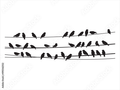 Bird silhouettes sitting on power lines, Sparrow and bullfinch birds flock on power wires Silhouette Vector Illustration Isolated on White Background