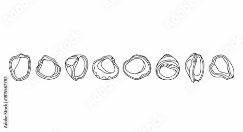 A collection of various seashells displayed in a row on a white background. Vector