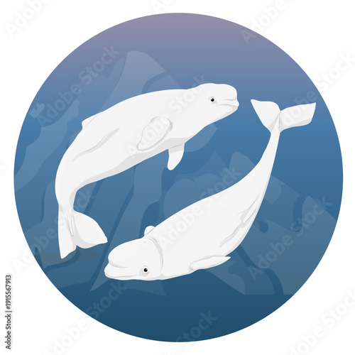 Round composition. A pair of beluga whales swim in cold ocean water. Realistic vector landscape.