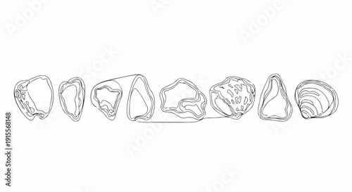 A diverse collection of seashells showcasing nature's intricate designs and patterns Vector