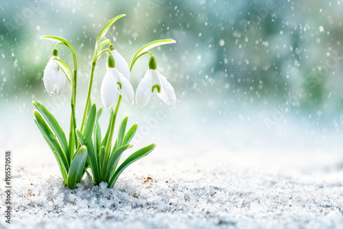 Landscape showing melting snow gradually giving way to fresh green grass and early spring flowers. Seasonal transition concept, climate change symbolism, renewal, warming and natural rebirth.