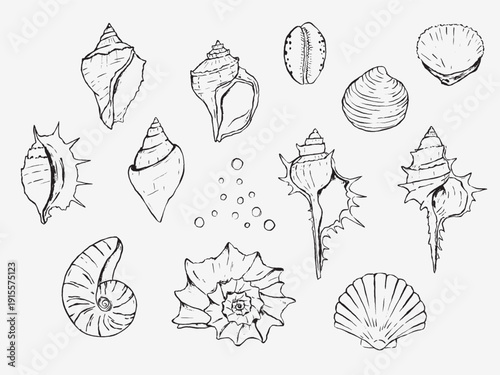 Hand drawn illustration of seashells. Doodle seashell illustrations 