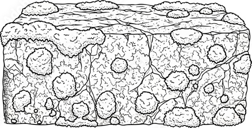 Detailed black and white illustration of lichen-covered bark with textured surface