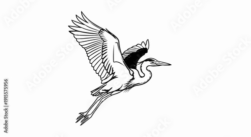 Elegant heron with wings spread, in mid-flight, depicted in a sketch style