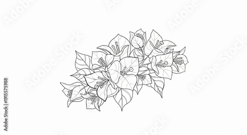 Delicate line drawing of a cluster of bougainvillea flowers and leaves