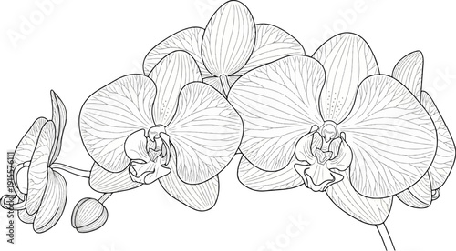 Delicate line art of a cluster of orchid flowers and a bud