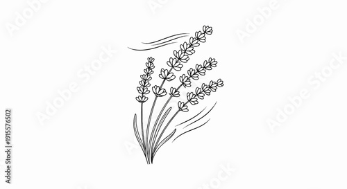Delicate line art drawing of blooming lavender sprigs with leaves and wavy lines