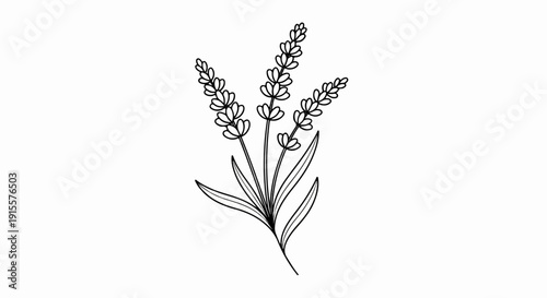 Delicate line art drawing of three lavender sprigs with leaves