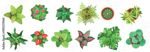Pot flowers top view. Home flower plants, houseplant overhead aerial flowerpot house garden flowers cactus in pots office interior decoration, cartoon set neat vector illustration