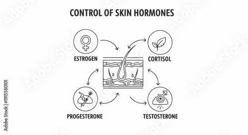 Diagram illustrates skin hormone control estrogen, cortisol, progesterone, testosterone cycle