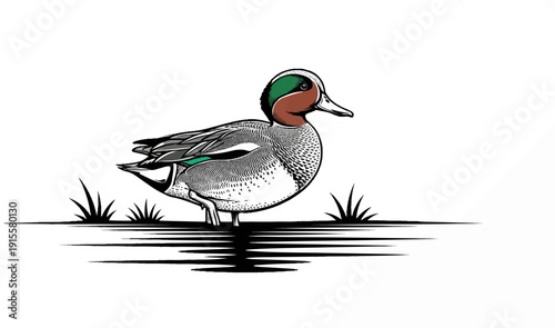 Detailed illustration of a green-winged teal duck standing on water