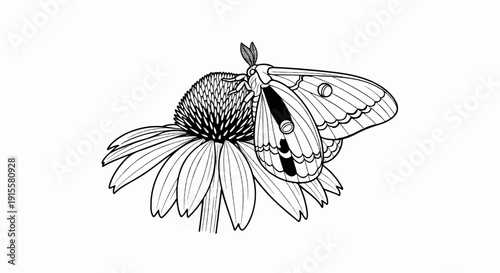 Detailed black and white illustration of a moth resting on a flower