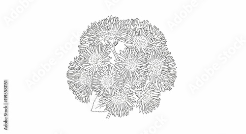 Detailed line art illustration of a cluster of daisy-like flowers against white