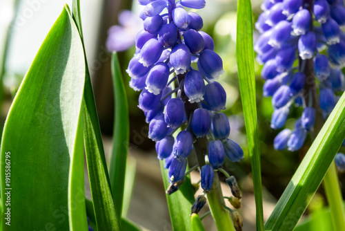 Muscari grape hyacinth close-up, selective focus. Spring background with blue flowers macro