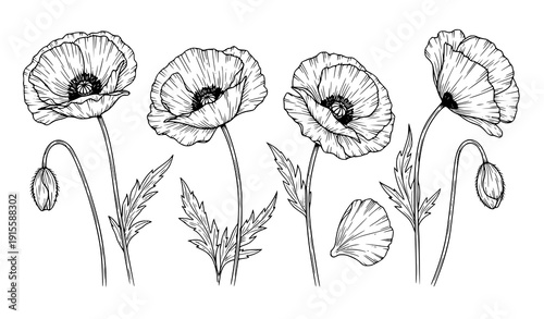Hand Drawn Poppy Flowers Outline Vector Botanical Line Art Set Isolated on White