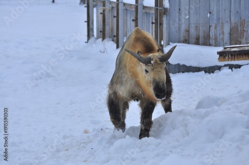 Animals are a traditionally distinguished category of organisms (since the time of Aristotle), currently considered as a biological kingdom. Animals are the main object of zoology study.