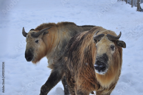 Animals are a traditionally distinguished category of organisms (since the time of Aristotle), currently considered as a biological kingdom. Animals are the main object of zoology study.