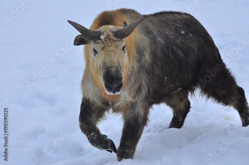Animals are a traditionally distinguished category of organisms (since the time of Aristotle), currently considered as a biological kingdom. Animals are the main object of zoology study.