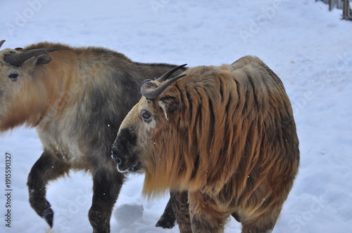 Animals are a traditionally distinguished category of organisms (since the time of Aristotle), currently considered as a biological kingdom. Animals are the main object of zoology study.