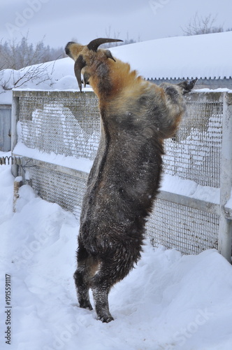 Animals are a traditionally distinguished category of organisms (since the time of Aristotle), currently considered as a biological kingdom. Animals are the main object of zoology study.