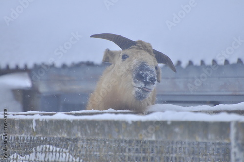 Animals are a traditionally distinguished category of organisms (since the time of Aristotle), currently considered as a biological kingdom. Animals are the main object of zoology study.