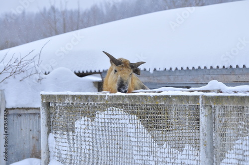 Animals are a traditionally distinguished category of organisms (since the time of Aristotle), currently considered as a biological kingdom. Animals are the main object of zoology study.