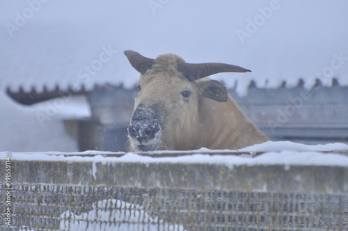 Animals are a traditionally distinguished category of organisms (since the time of Aristotle), currently considered as a biological kingdom. Animals are the main object of zoology study.