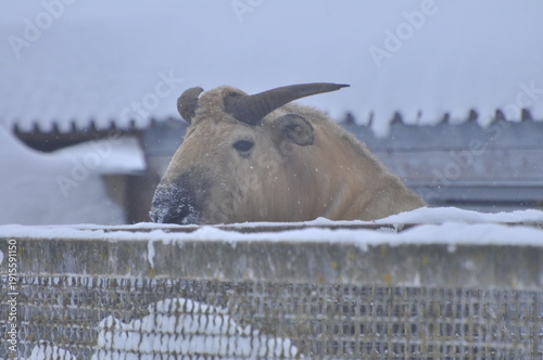 Animals are a traditionally distinguished category of organisms (since the time of Aristotle), currently considered as a biological kingdom. Animals are the main object of zoology study.
