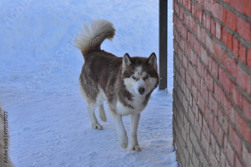 Animals are a traditionally distinguished category of organisms (since the time of Aristotle), currently considered as a biological kingdom. Animals are the main object of zoology study.