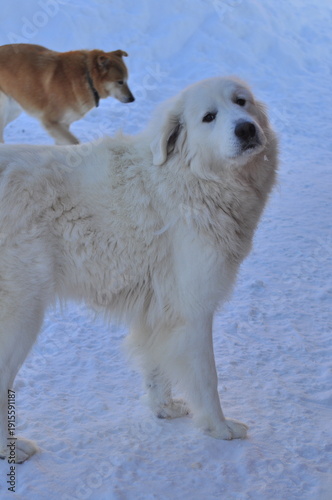 Animals are a traditionally distinguished category of organisms (since the time of Aristotle), currently considered as a biological kingdom. Animals are the main object of zoology study.