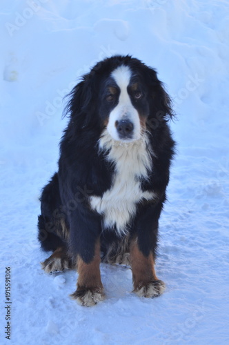 Animals are a traditionally distinguished category of organisms (since the time of Aristotle), currently considered as a biological kingdom. Animals are the main object of zoology study.