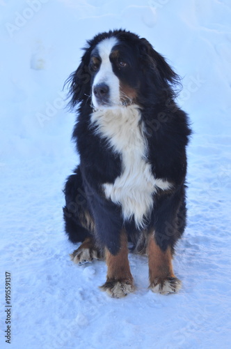 Animals are a traditionally distinguished category of organisms (since the time of Aristotle), currently considered as a biological kingdom. Animals are the main object of zoology study.