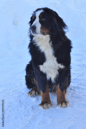 Animals are a traditionally distinguished category of organisms (since the time of Aristotle), currently considered as a biological kingdom. Animals are the main object of zoology study.