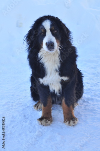 Animals are a traditionally distinguished category of organisms (since the time of Aristotle), currently considered as a biological kingdom. Animals are the main object of zoology study.