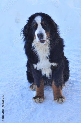 Animals are a traditionally distinguished category of organisms (since the time of Aristotle), currently considered as a biological kingdom. Animals are the main object of zoology study.