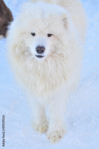 Animals are a traditionally distinguished category of organisms (since the time of Aristotle), currently considered as a biological kingdom. Animals are the main object of zoology study.