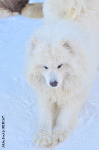 Animals are a traditionally distinguished category of organisms (since the time of Aristotle), currently considered as a biological kingdom. Animals are the main object of zoology study.