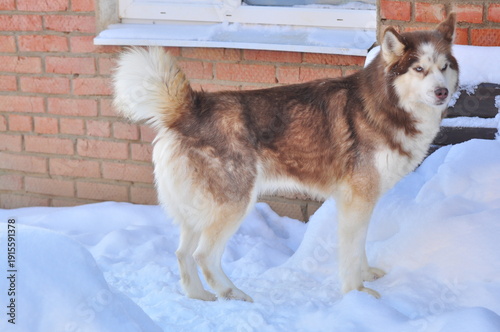 Animals are a traditionally distinguished category of organisms (since the time of Aristotle), currently considered as a biological kingdom. Animals are the main object of zoology study.