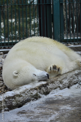 Animals are a traditionally distinguished category of organisms (since the time of Aristotle), currently considered as a biological kingdom. Animals are the main object of zoology study.